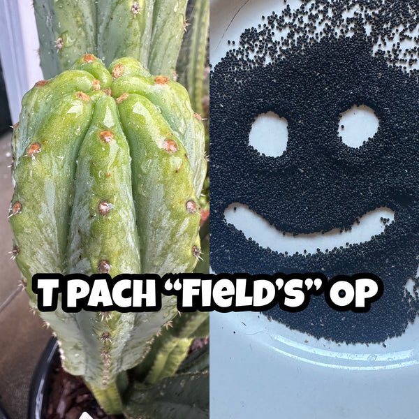 san pedro cactus seeds T pach ”Field's” OP (Open Pollinated) SEED – Mallacht's Plants