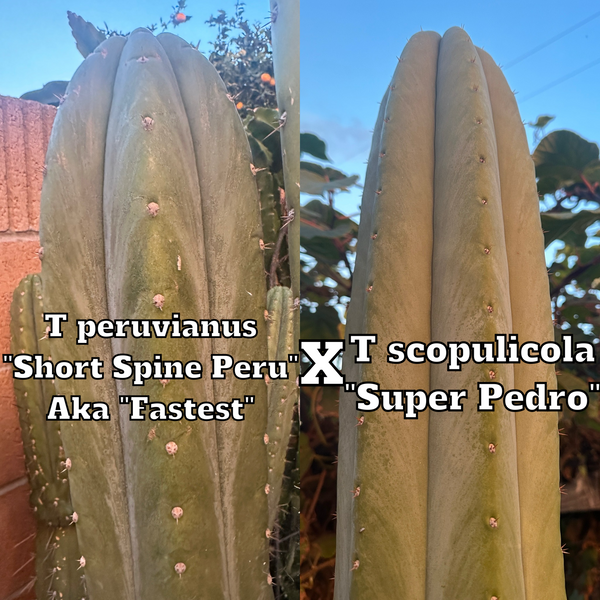 T peru “Short Spine Peru” x T  scopulicola “Super Pedro” SEED