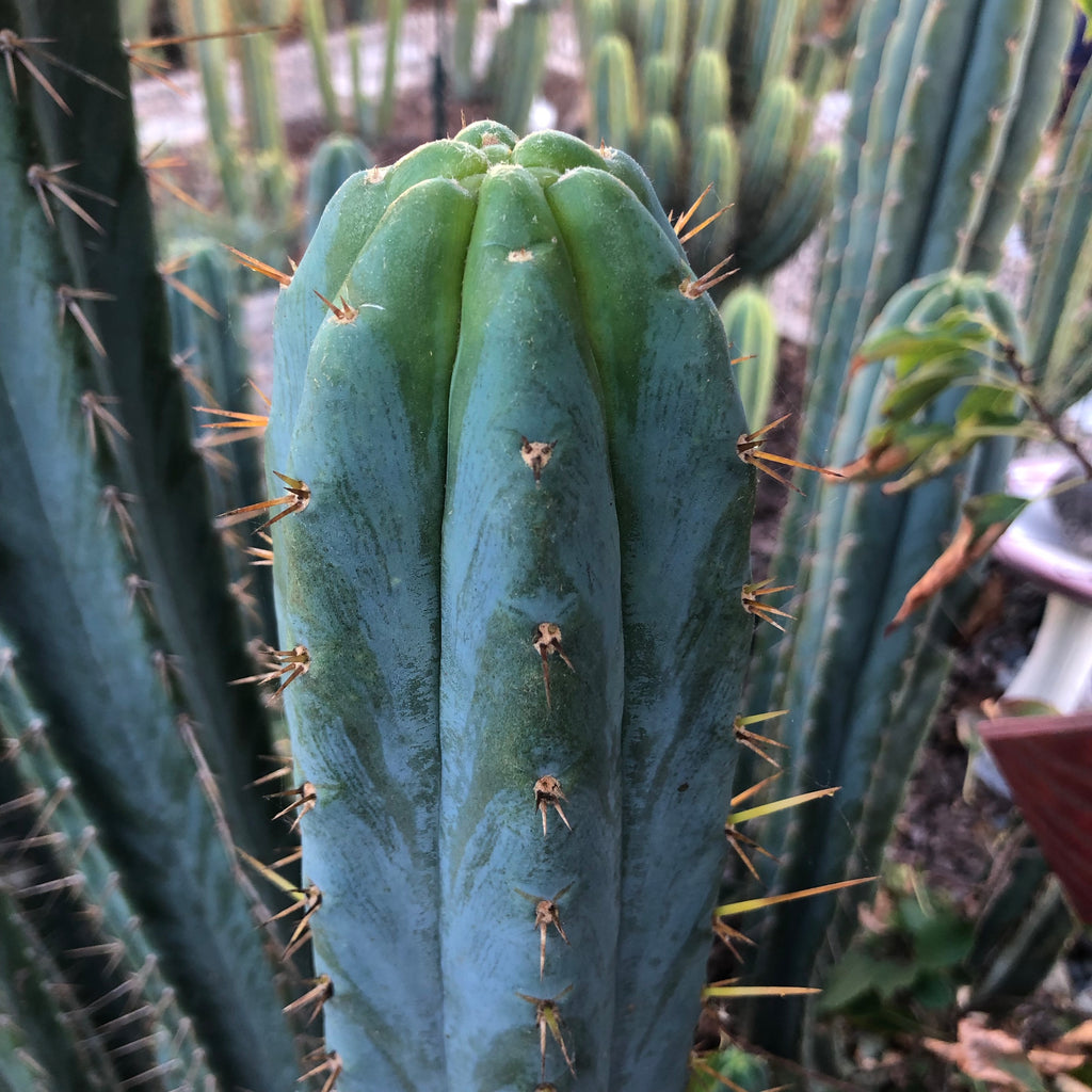 T bridge "Taz" (10-11" Tip cutting)