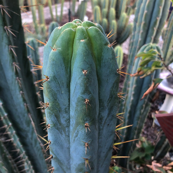 T bridge "Taz" (10-11" Tip cutting)