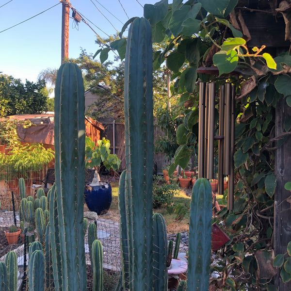 T bridge "Taz" (10-11" Tip cutting)