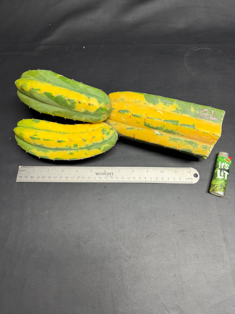 T pach "Green Leopard" [Variegated] (14” Multi-Tip Cutting)