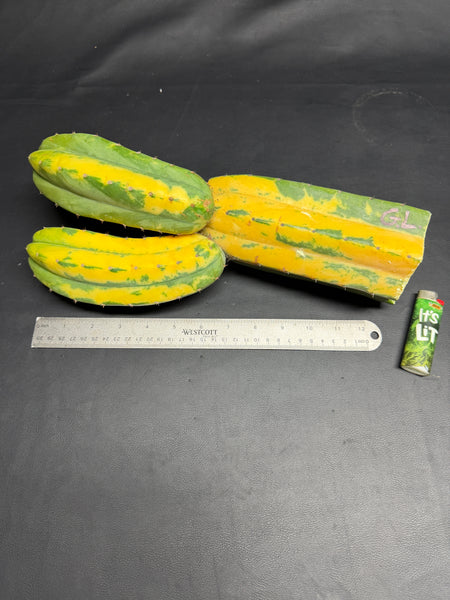 T pach "Green Leopard" [Variegated] (14” Multi-Tip Cutting)