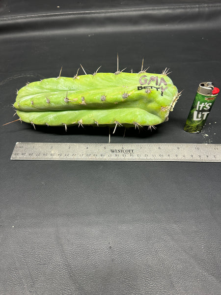 T peru (Ivan x Sharxx) “Grandma Betty” (8.5” Tip cut) (Rarely offered)