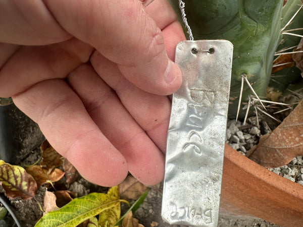 T bridge "Bruce" (AUS) (10-11" MID cutting)
