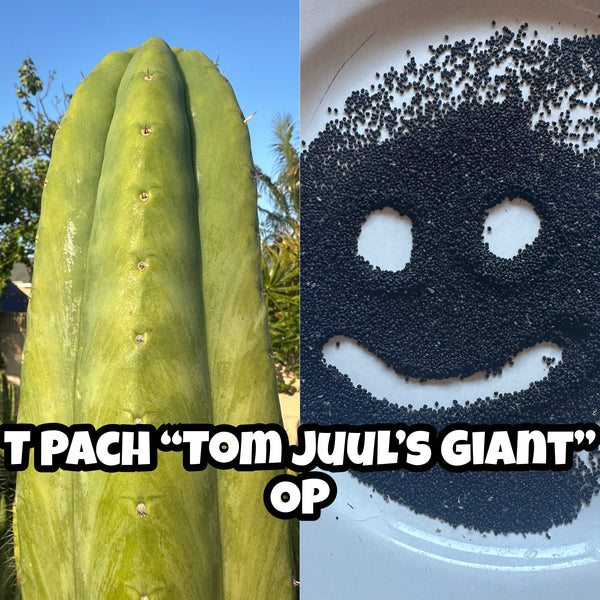T pach ”Tom Juul’s Giant” OP (Open Pollinated) SEED