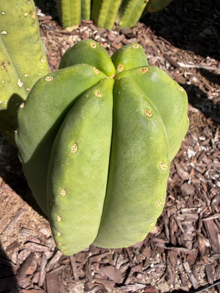 T scopulicola “Aragón” (10-12” Tip cutting)