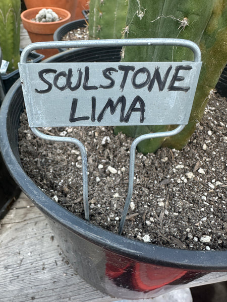 T pach “Soulstone Lima" (11-12” Tip cutting)