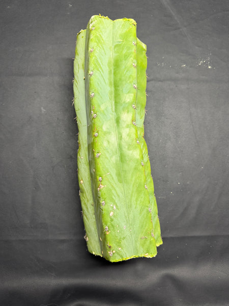 T peru "Shawty" (Icaro Pheno 4) (13" MID Cut) (Rarely Released!) (2)