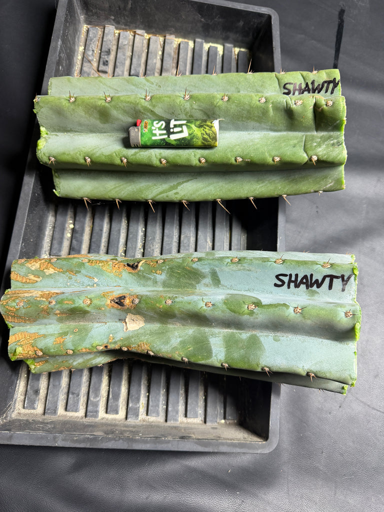 T peru "Shawty" (Icaro Pheno 4) (11" MID Cuts)