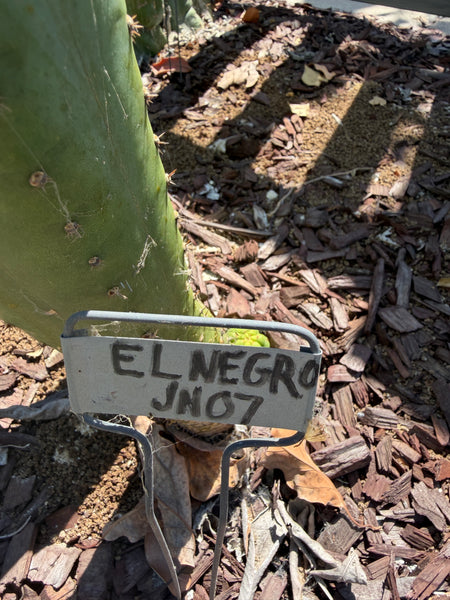 T peru "JN07 - El Negro” (11-12" Tip Cutting)