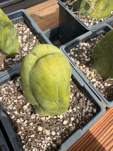 T bridge monstrose (TBM) “Penis Plant” (Clone A) [Well Rooted in 5” pot]