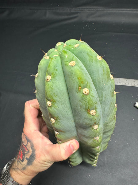 T peru "Shawty" (Icaro Pheno 4) (11" MID Cuts)