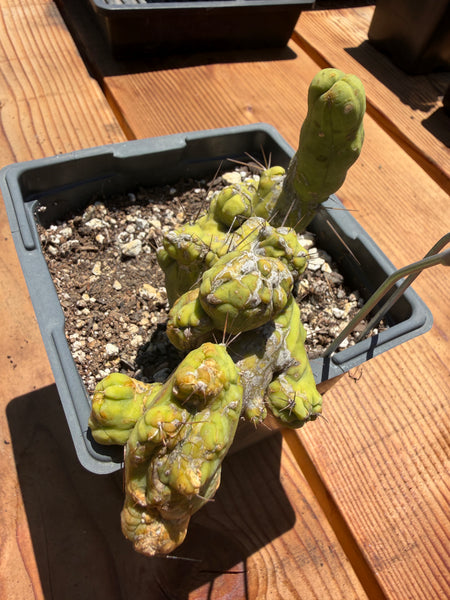 T bridge “TBMC” (Mutant) (Well Rooted in 5.5” pot) (2)