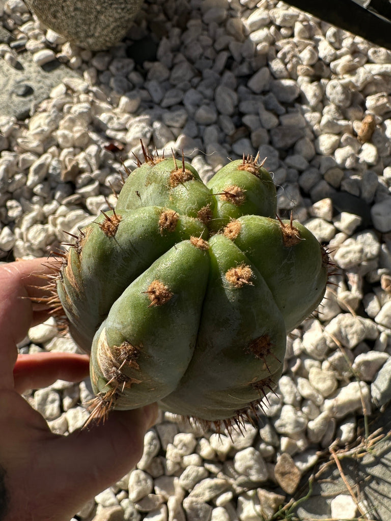 T peru “Verne’s Glaucous” (11” Tip)