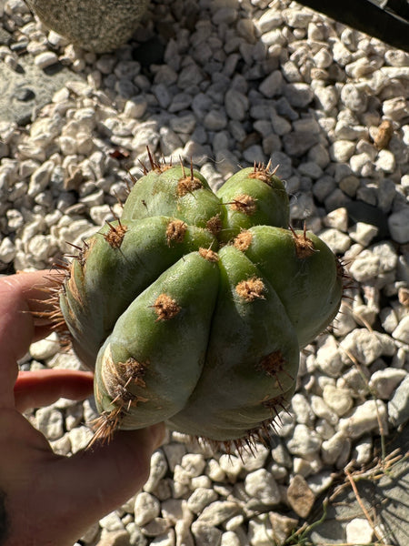 T peru “Verne’s Glaucous” (11” Tip)