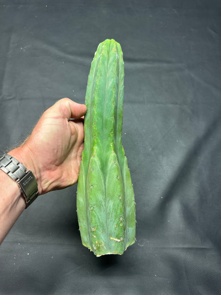 T pach "Ayabaca" (Star) (11.5” Tip cutting)