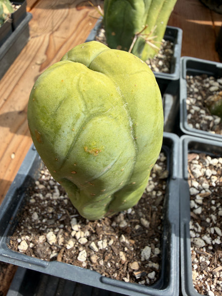 T bridge monstrose (TBM) “Penis Plant” (Clone A) [Well Rooted in 5” pot]