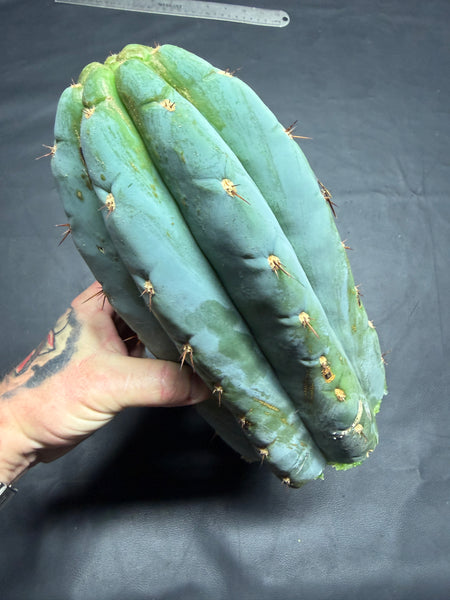 T peru "Moon Child" (Icaro Pheno 1) (11" Tip Cut)
