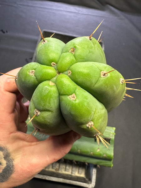 T pach "MT03" aka "Woody" (Aplantis Collection) (10-11” Tip cuttings)