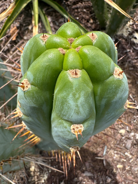T peru (Ivan x Sharxx) “Grandma Betty” (8.5” Tip cut) (Rarely offered)