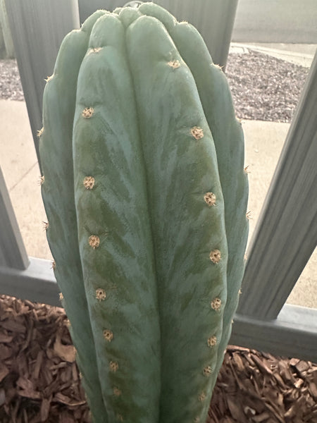T peru “Doc Ellis” x T peru ”Serra Blue” SEED