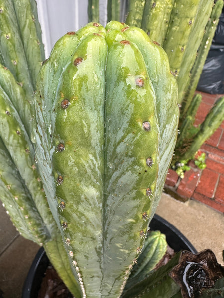 T pach ”Field’s” OP (Open Pollinated) SEED