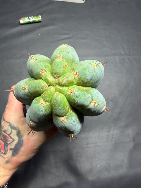 T peru "Moon Child" (Icaro Pheno 1) (11" Tip Cut)