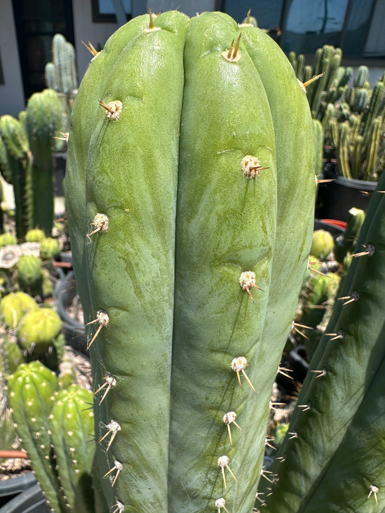 san pedro cactus non pc T pach "Cruelty/DaFuq/Nuestra Bonita" (10-11” Tip cutting) – Mallacht's Plants