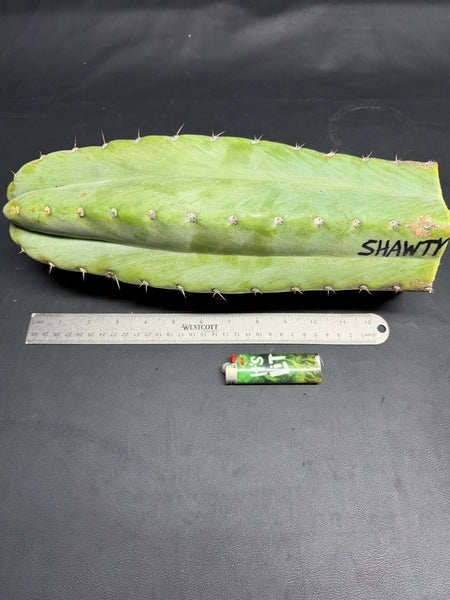 T peru "Shawty" (Icaro Pheno 4) (13" Tip Cutting) (Rarely Released!) (Gigantic Cut) (1)