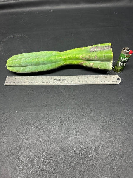 T pach "Ayacucho" (Star) (11.5” Tip cutting)