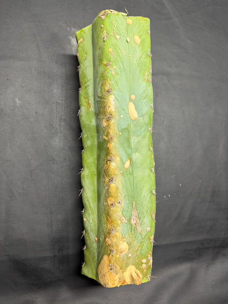 T peru "Shawty" (Icaro Pheno 4) (13" MID Cut) (Rarely Released!) (1)