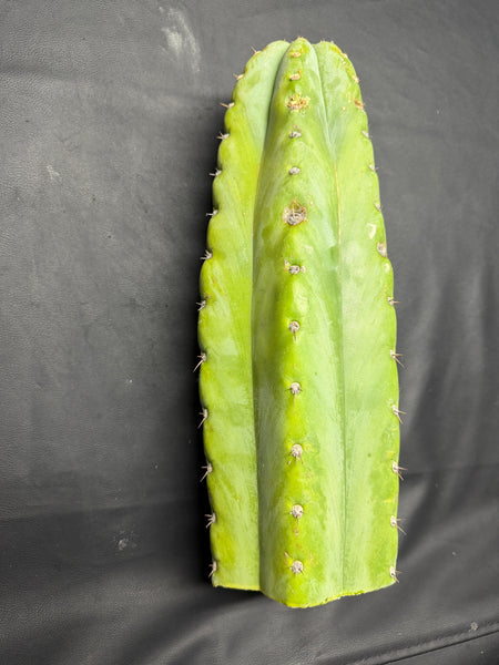 T peru "Shawty" (Icaro Pheno 4) (13" Tip Cutting) (Rarely Released!) (Gigantic Cut) (2)