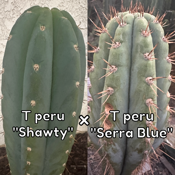 T peru “Shawty” (aka Icaro Pheno 4) x T peru ”Serra Blue” SEED