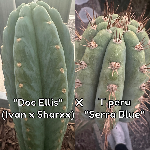 T peru “Doc Ellis” x T peru ”Serra Blue” SEED
