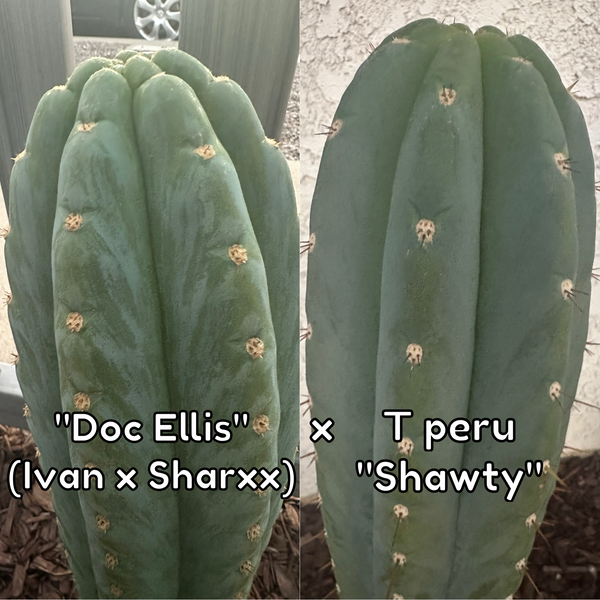 T peru “Doc Ellis” x T peru ”Shawty” (aka Icaro Pheno 4) SEED (Larger Packet Sizes!)