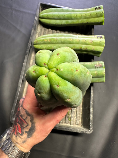 T pach "Huancabamba" (Star) (10-11” Tip cuttings)