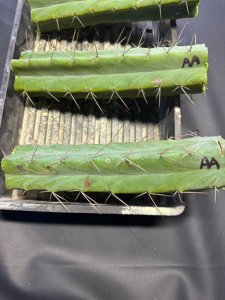 T bridge “Arid Art” (10-11” MID cuttings)