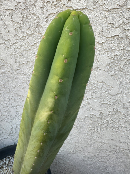 T pach JN30 “Roadside” (10-11” Tip Cutting)