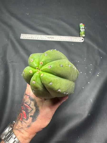 T pach “Huntington Beach Pach” aka “Surf City Pach” (11” Tip cut)