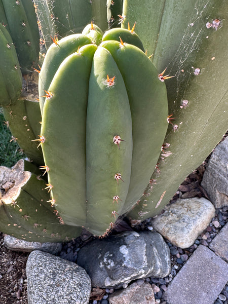 T peru “Grandfather” x T  scopulicola “Super Pedr0” SEEDS