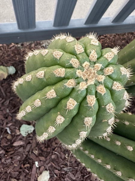 T tersheckii “SASS” (AUS Import) (8-9" Tip cutting)