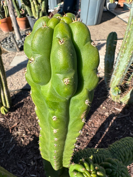 T pach "Shulgin Ecuadorian" (10-11" Tip cutting)
