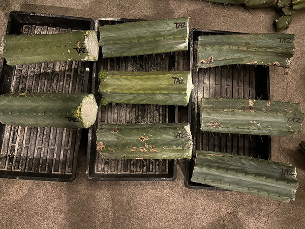 T bridge "Taz" (10-11" MID cuttings) (Slightly Beat Up, Discount Cuts)