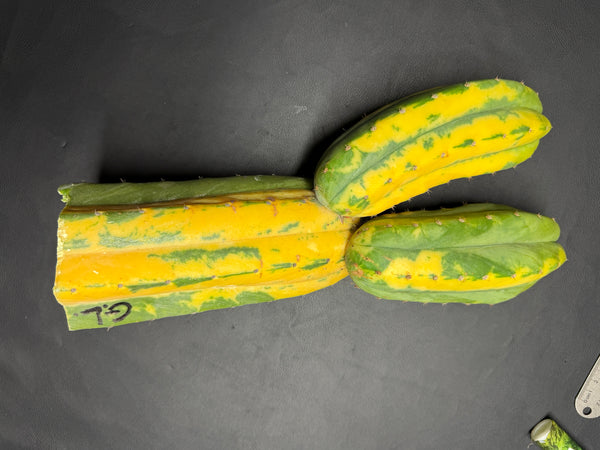 T pach "Green Leopard" [Variegated] (14” Multi-Tip Cutting)