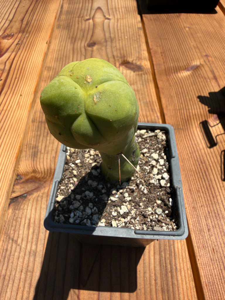 T bridge "Melted Wax" (Well Rooted in 5.5” pot) (2)