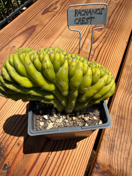 T pach Crest (Mutant) (Well Rooted in 5.5” pot)