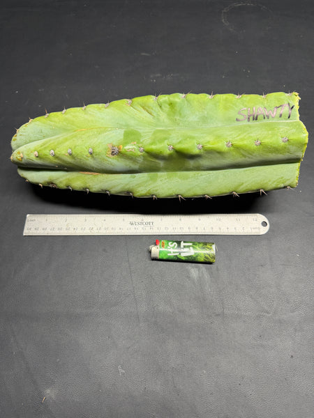 T peru "Shawty" (Icaro Pheno 4) (13" Tip Cutting) (Rarely Released!) (Gigantic Cut) (2)