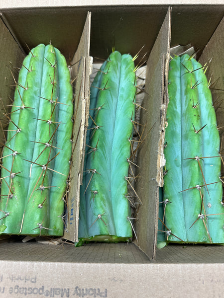 T bridge "Lumberjack" (3-Pack!!) (11-12" Tip cuttings)