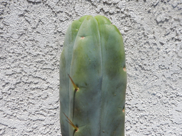 T bridge ”Lee” x T peru “Doc Ellis” SEED